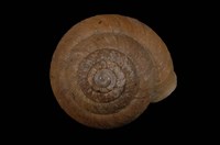 藏品(扁蝸牛)的圖片